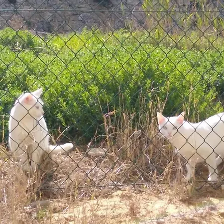 Gino's House * Nazaré